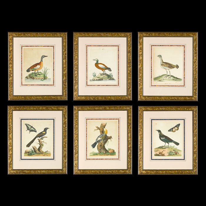 Set of Ornithological Engravings by P Brown 