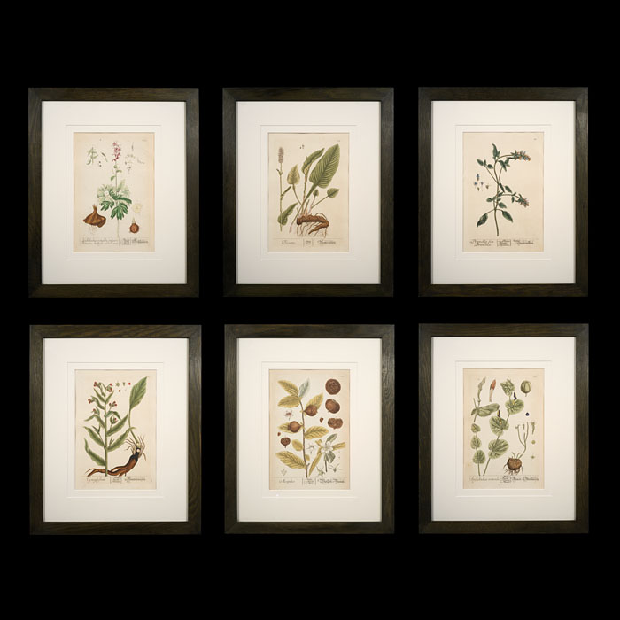 Six Handcoloured Botanical Engravings 